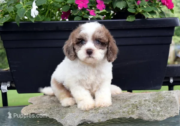 Zinnia – Cavapoo puppy for sale in Cave City, KY