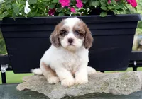 Zinnia, a female Cavapoo for sale in Cave City, KY – 1 of 2