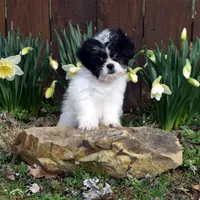 Gizzy, a male Shih Tzu for sale in Cave City, KY – Photo 1 of 2