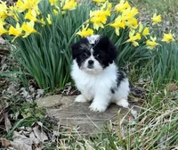 Gizzy, a male Shih Tzu for sale in Cave City, KY – Photo 2 of 2