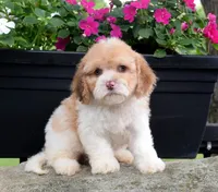 Booker, a male Cavapoo for sale in Cave City, KY – 2 of 2