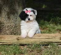 Halloway, a female Maltipoo for sale in Cave City, KY – Photo 2 of 2