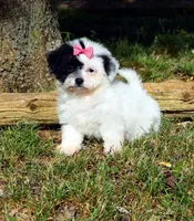 Halloway, a female Maltipoo for sale in Cave City, KY – Photo 1 of 2