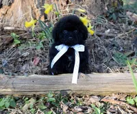 Benjamin, a male Shihpoo for sale in Cave City, KY – Photo 1 of 2