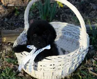 Benjamin, a male Shihpoo for sale in Cave City, KY – Photo 2 of 2