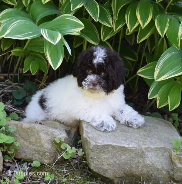 Ashford – Shichon puppy for sale in Cave City, KY
