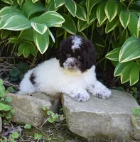 Ashford, a male Shichon for sale in Cave City, KY – 1 of 2