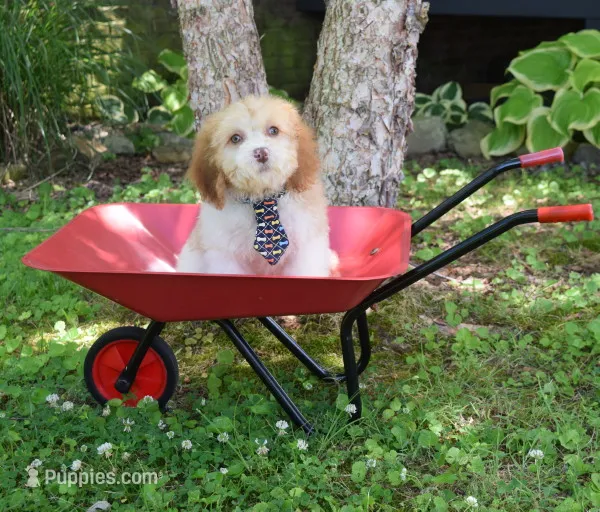 Booker – Cavapoo puppy for sale in Cave City, KY