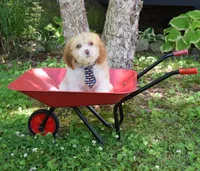 Booker, a male Cavapoo for sale in Cave City, KY – 1 of 2