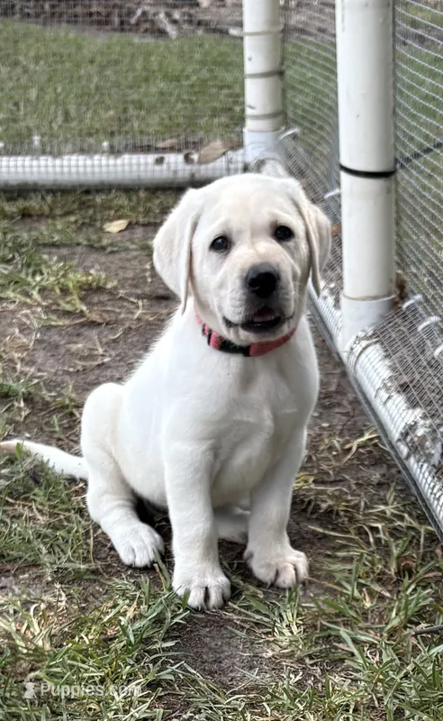 Lily Rose – Labrador Retriever puppy for sale in Pamplico, SC