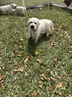 Lily Rose, a female Labrador Retriever for sale in Pamplico, SC – 5 of 5
