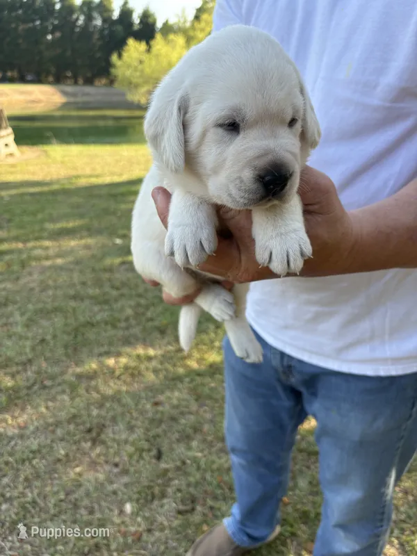 Roxanne  – Labrador Retriever puppy for sale in Pamplico, SC