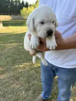 Roxanne , a female Labrador Retriever for sale in Pamplico, SC – 3 of 6