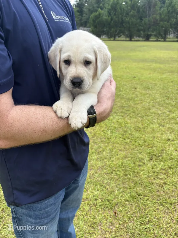 Lily Rose – Labrador Retriever puppy for sale in Pamplico, SC