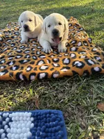 Roxanne , a female Labrador Retriever for sale in Pamplico, SC – 5 of 6