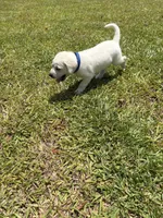 Jack Jack, a male Labrador Retriever for sale in Pamplico, SC – 5 of 5