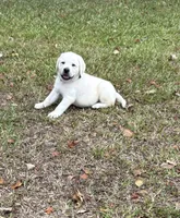 Rambo, a male Labrador Retriever for sale in Pamplico, SC – 5 of 6