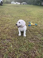Sadie Rose, a female Labrador Retriever for sale in Pamplico, SC – 4 of 4