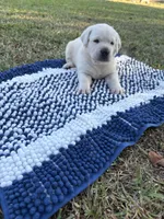 Scout, a male Labrador Retriever for sale in Pamplico, SC – 9 of 9