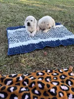 Jack, a male Labrador Retriever for sale in Pamplico, SC – 4 of 4