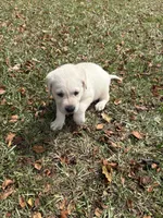 Lily Rose, a female Labrador Retriever for sale in Pamplico, SC – 4 of 5