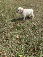 Lily Rose, a female Labrador Retriever for sale in Pamplico, SC – 3 of 5