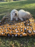 Lady, a female Labrador Retriever for sale in Pamplico, SC – 4 of 4