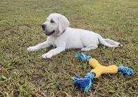 Sadie Rose, a female Labrador Retriever for sale in Pamplico, SC – 2 of 4