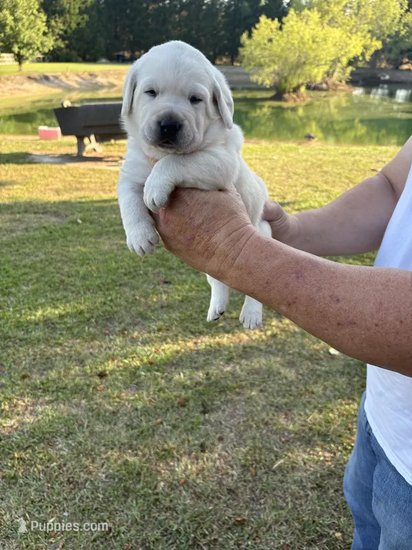 Scout – Labrador Retriever puppy for sale in Pamplico, SC