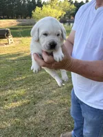Scout, a male Labrador Retriever for sale in Pamplico, SC – 1 of 9