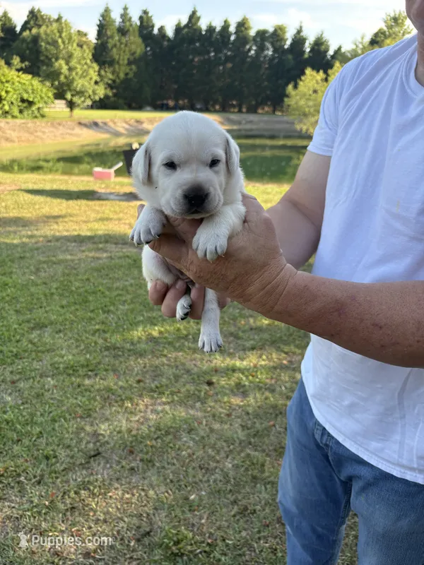 Jack – Labrador Retriever puppy for sale in Pamplico, SC