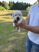 Jack, a male Labrador Retriever for sale in Pamplico, SC – 1 of 4