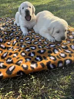 Lady, a female Labrador Retriever for sale in Pamplico, SC – 3 of 4