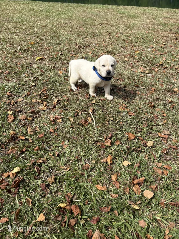 Jack – Labrador Retriever puppy for sale in Pamplico, SC