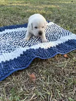 Jack, a male Labrador Retriever for sale in Pamplico, SC – 3 of 4