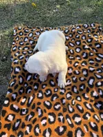 Roxanne , a female Labrador Retriever for sale in Pamplico, SC – 6 of 6