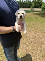 Jack Jack, a male Labrador Retriever for sale in Pamplico, SC – 3 of 5