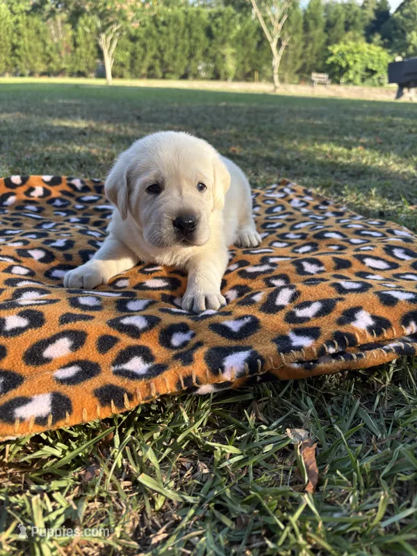 Lady – Labrador Retriever puppy for sale in Pamplico, SC