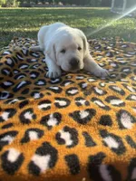 Roxanne , a female Labrador Retriever for sale in Pamplico, SC – 2 of 6