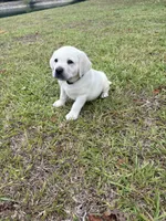 Rambo, a male Labrador Retriever for sale in Pamplico, SC – 6 of 6