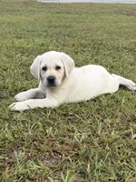 Sadie Rose, a female Labrador Retriever for sale in Pamplico, SC – 1 of 4