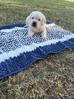 Scout, a male Labrador Retriever for sale in Pamplico, SC – 3 of 9