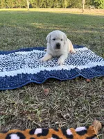 Scout, a male Labrador Retriever for sale in Pamplico, SC – 8 of 9