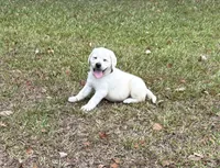 Rambo, a male Labrador Retriever for sale in Pamplico, SC – 3 of 6