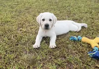 Sadie Rose, a female Labrador Retriever for sale in Pamplico, SC – 3 of 4