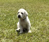Jack Jack, a male Labrador Retriever for sale in Pamplico, SC – 2 of 5