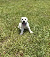 Jack Jack, a male Labrador Retriever for sale in Pamplico, SC – 4 of 5