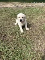 Lily Rose, a female Labrador Retriever for sale in Pamplico, SC – 2 of 5
