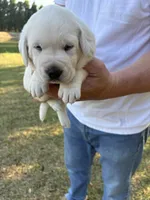 Roxanne , a female Labrador Retriever for sale in Pamplico, SC – 1 of 6