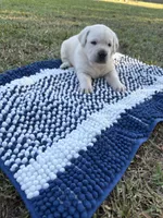 Scout, a male Labrador Retriever for sale in Pamplico, SC – 4 of 9